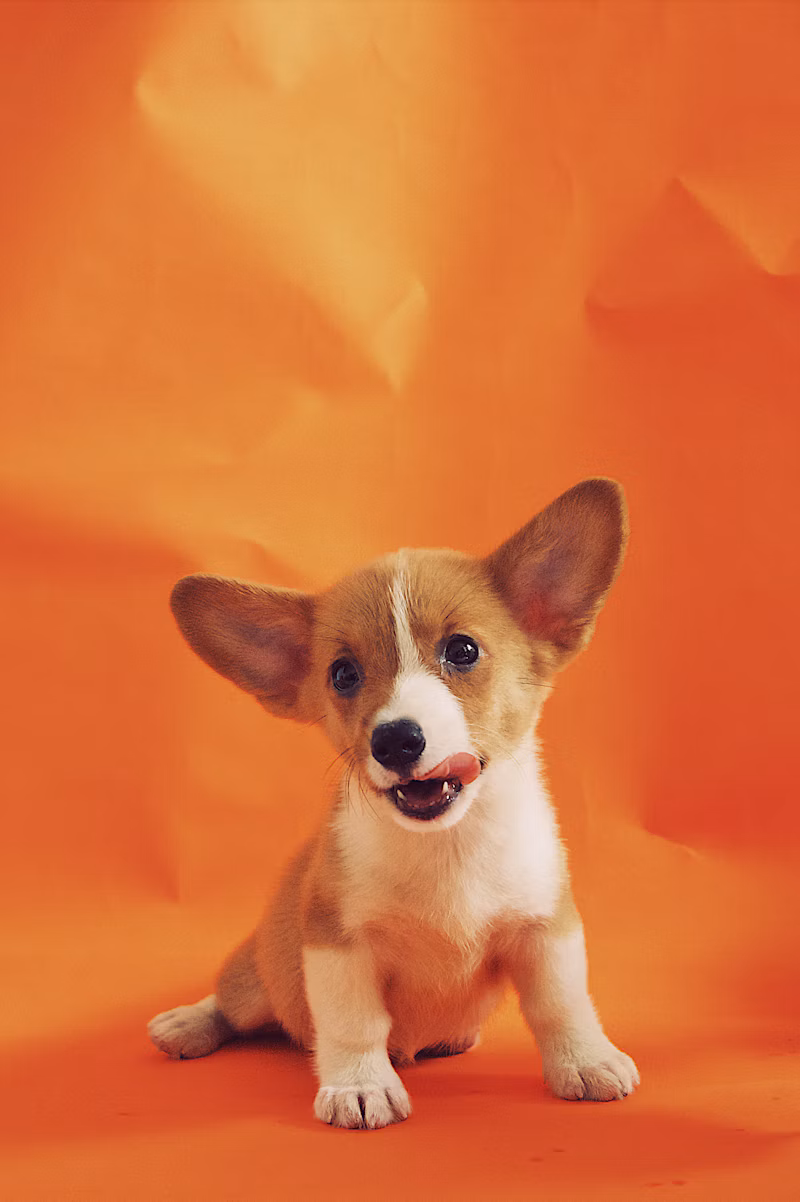 Ração para Gatos Castrados (7,5kg)